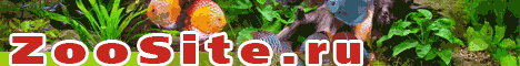 Zoosite:: все о живом на земле, статьи, форум, объявления,
каталоги, ссылки